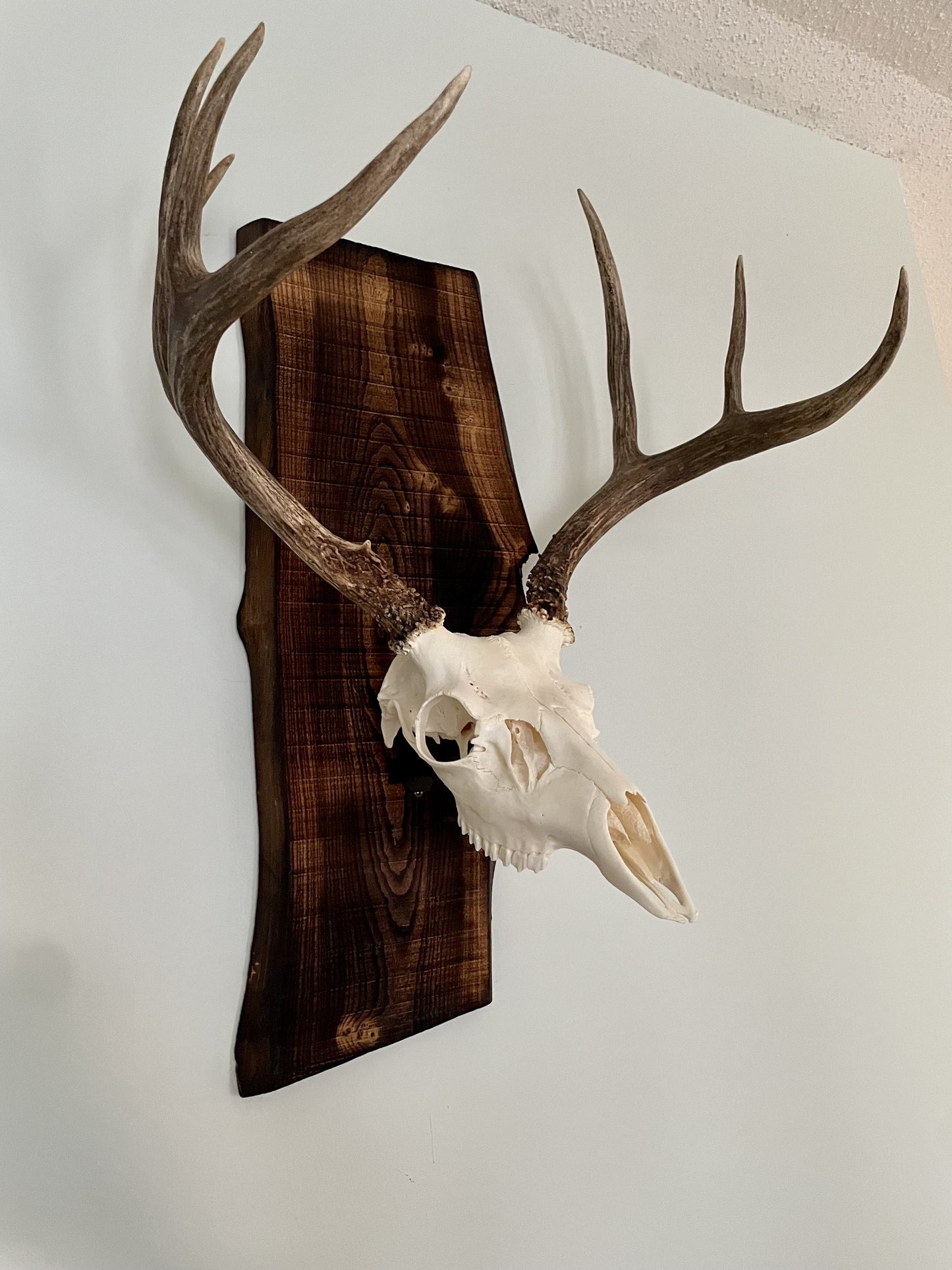 NEW! Skull Lift Bracket - for European Mounting Systems