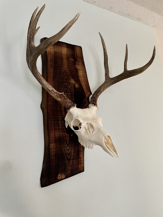 NEW! Skull Lift Bracket - for European Mounting Systems